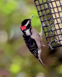 Downy Woodpecker on Suet